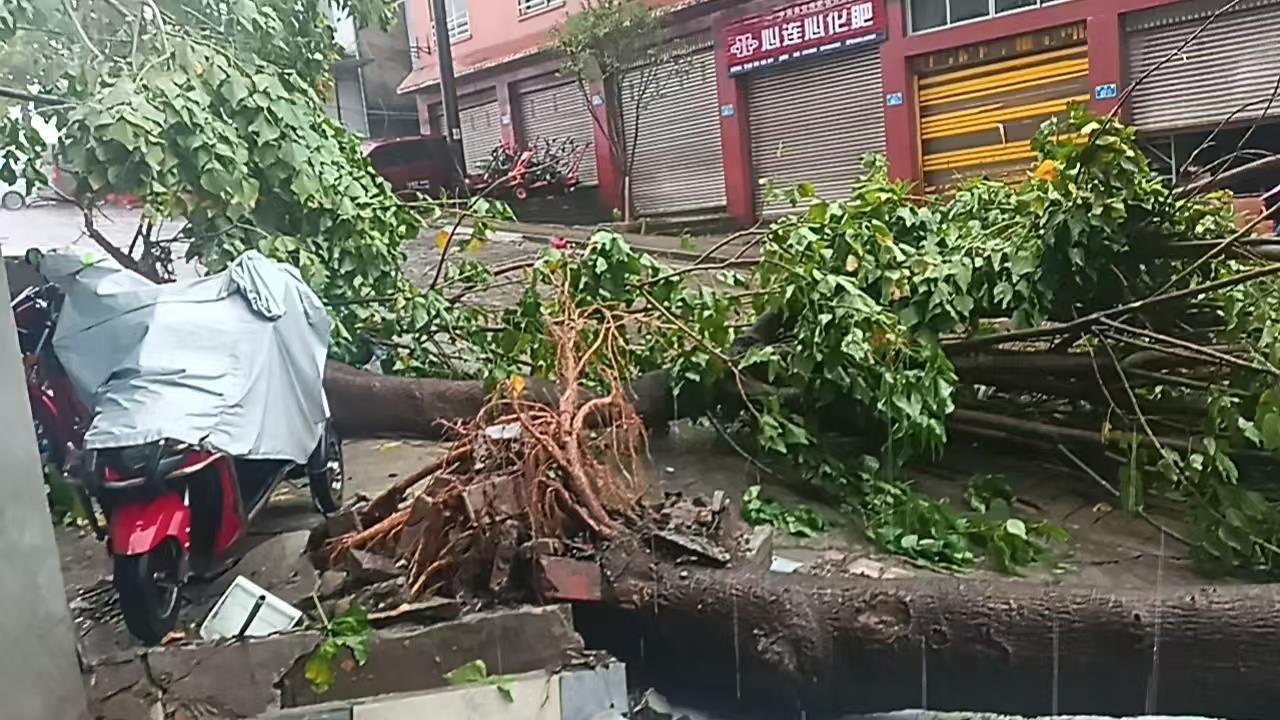 识别结果