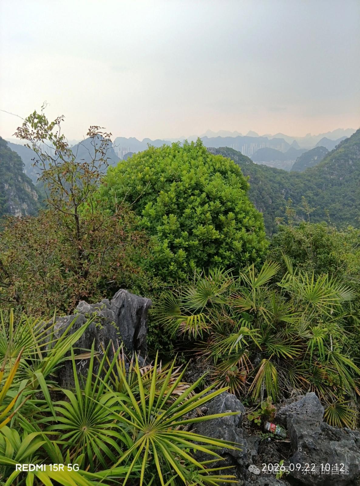 识别图片